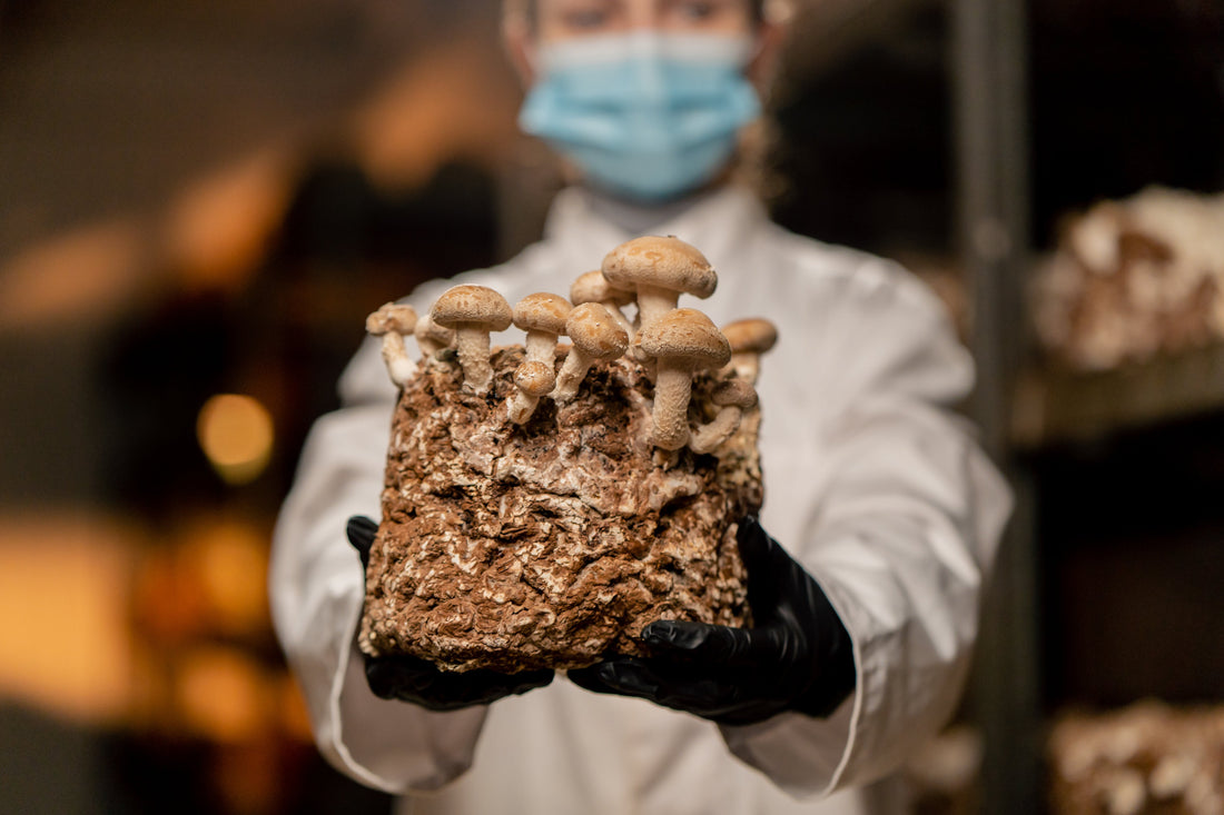 Find out how to start a mushroom production